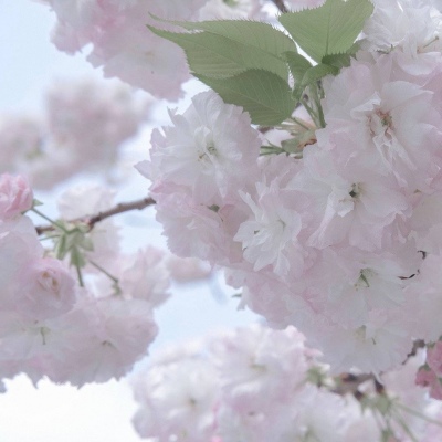 Furry插画灵感合集兽圈群